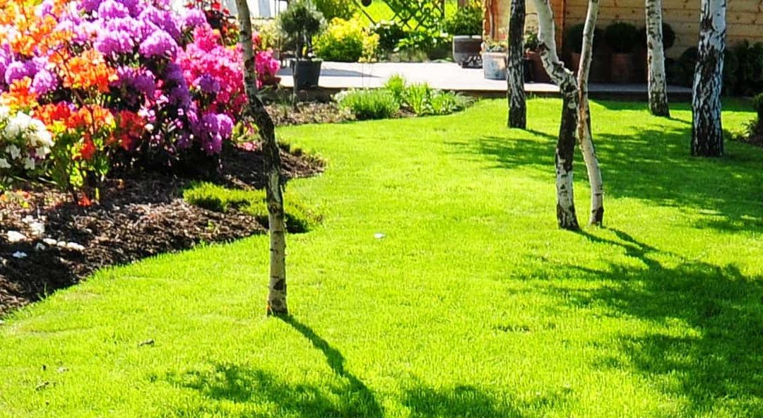 Lawn Maintenance Tips for Pet Owners: Keep Your Yard Clean & Spotless