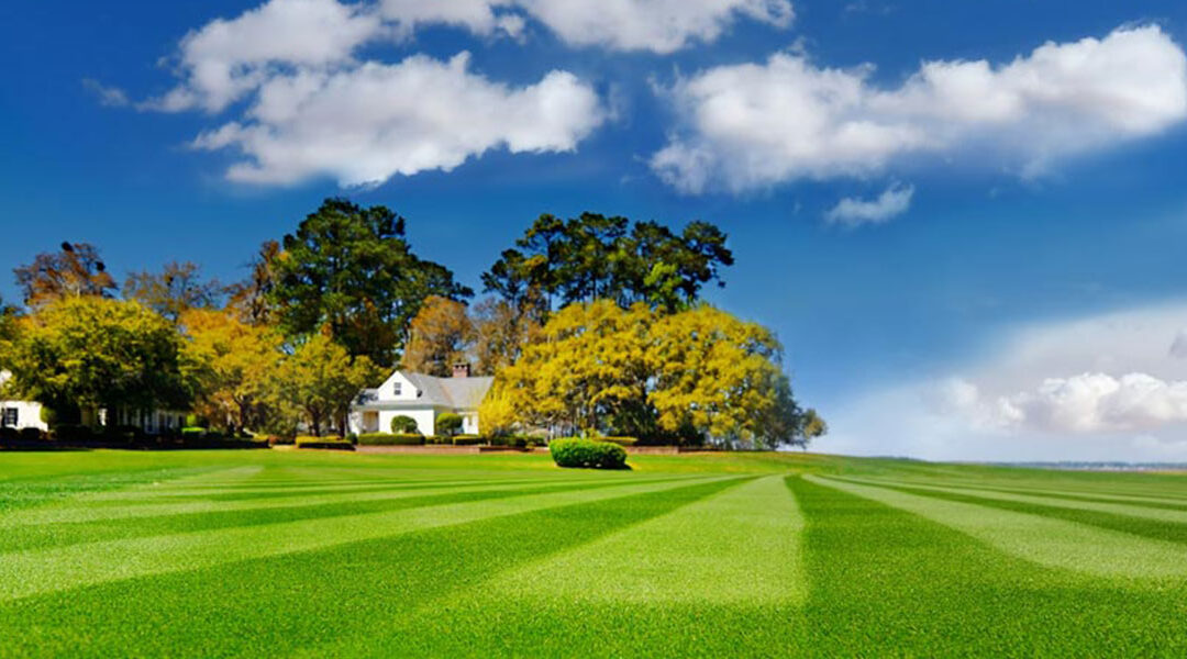 homepage-background-lawn-1
