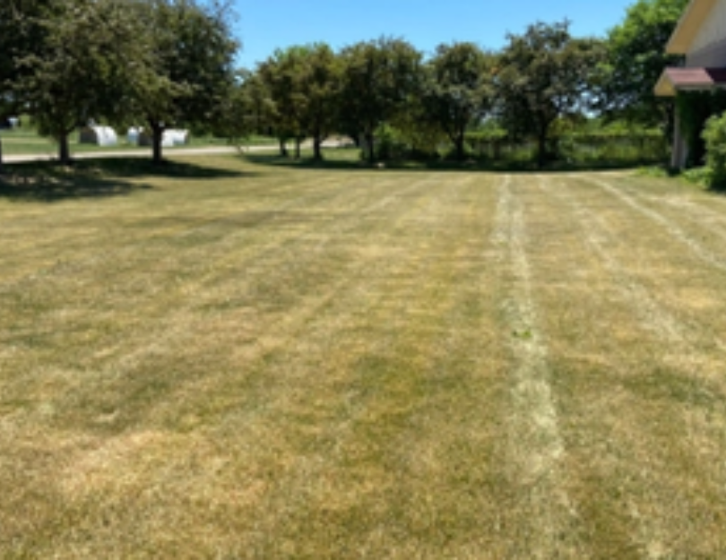 What are the Signs of Overwatering & Underwatering a Lawn?