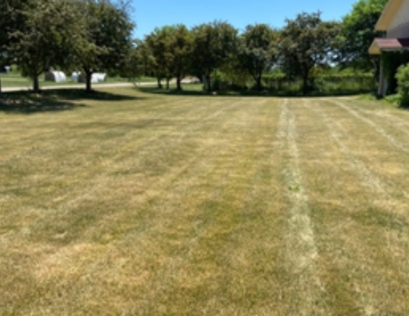 sod watering schedule, lawn watering